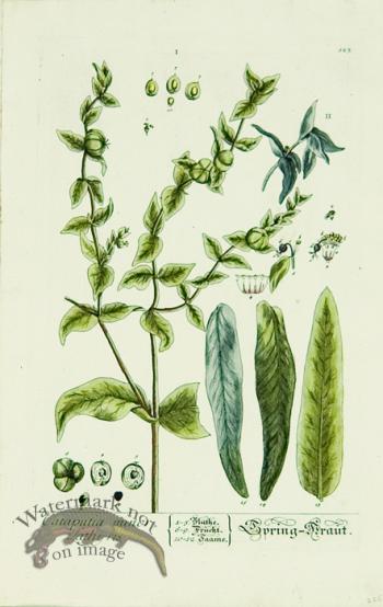 Blackwell German 080